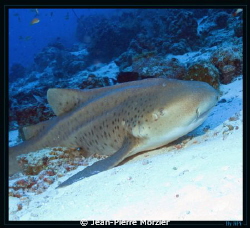 Requin léopard, croisière Maldives 2012 by Jean-Pierre Morzier 